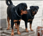 Small Photo #1 Rottweiler-Rottweiler-American Pit Bull Terrier Mix Puppy For Sale in ROSEBURG, OR, USA