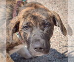 Small #1 Boxer-German Shepherd Dog Mix