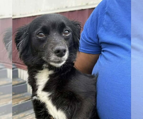 Medium Photo #3 Chihuahua-Unknown Mix Puppy For Sale in Spring Lake, NC, USA