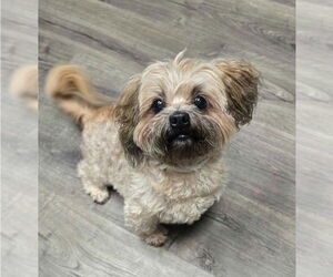 Shih Tzu Dogs for adoption in Lakewood, CO, USA