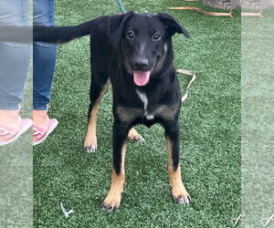 Mutt Dogs for adoption in Dana Point, CA, USA