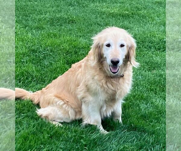 Medium Photo #1 Golden Retriever Puppy For Sale in MORGANTOWN, PA, USA