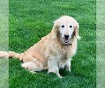 Small Photo #1 Golden Retriever Puppy For Sale in MORGANTOWN, PA, USA