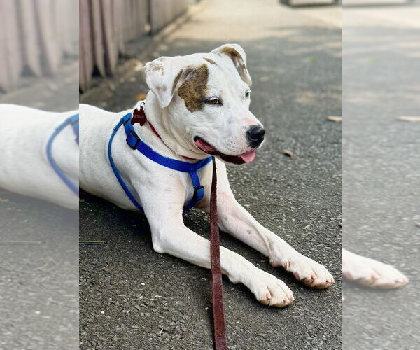 Medium Photo #2 Mutt Puppy For Sale in Elmsford, NY, USA