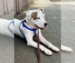 Small #1 Mutt