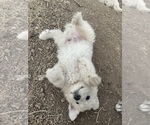 Puppy Blue Great Pyrenees