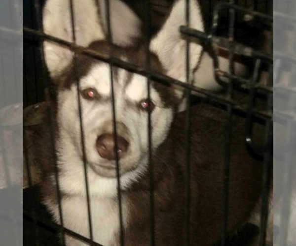 Medium Photo #1 Siberian Husky Puppy For Sale in PICAYUNE, MS, USA