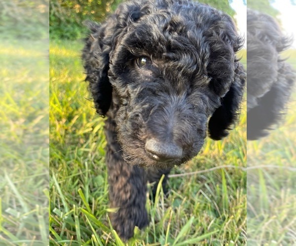 Medium Photo #4 Goldendoodle-Poodle (Standard) Mix Puppy For Sale in CLYDE, NC, USA