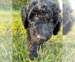 Small Photo #4 Goldendoodle-Poodle (Standard) Mix Puppy For Sale in CLYDE, NC, USA