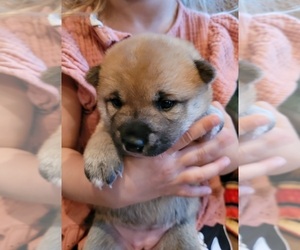 Shiba Inu Puppy for Sale in ROCKWOOD, Pennsylvania USA