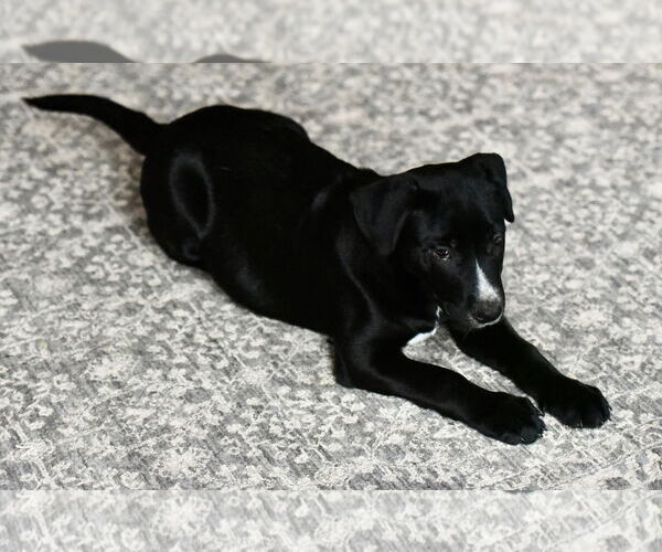 Medium Photo #3 American Bulldog-Labrador Retriever Mix Puppy For Sale in Mechanicsburg, PA, USA