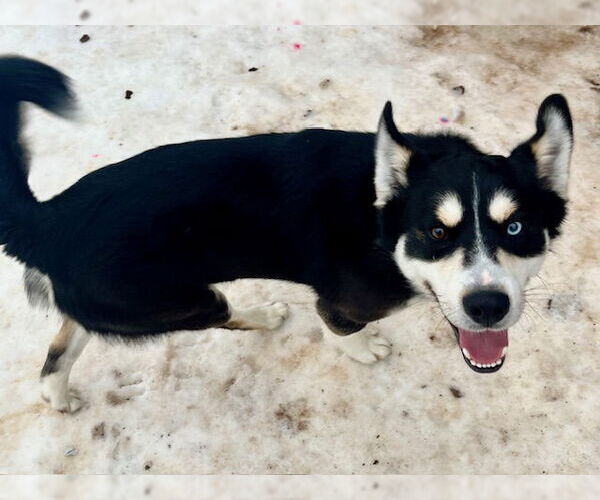 Medium Photo #6 Siberian Husky-Unknown Mix Puppy For Sale in Webster, WI, USA