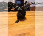 Small Photo #10 Shih Tzu Puppy For Sale in BELLEVILLE, MI, USA