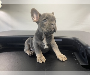 French Bulldog Puppy for sale in ATLANTA, GA, USA