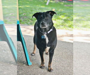 Mutt Dogs for adoption in Springdale, PA, USA