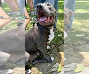 Bunny - Adopt Me! - Female American Staffordshire Terrier-Unknown Mix Dog for Adoption - Photo #31