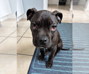 Mutt Dogs for adoption in Marina Del Rey, CA, USA
