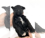 Small Photo #9 Schnauzer (Miniature) Puppy For Sale in WINTERVILLE, GA, USA