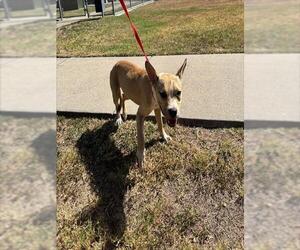 American Pit Bull Terrier Dogs for adoption in Corpus Christi, TX, USA