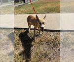 Small American Pit Bull Terrier