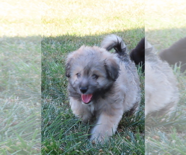 Medium Photo #2 Pookimo Puppy For Sale in MEMPHIS, MO, USA
