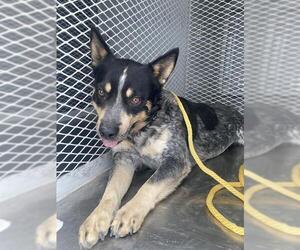 Australian Cattle Dog Dogs for adoption in Bakersfield, CA, USA