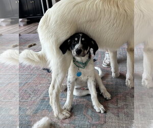 Great Pyrenees-Unknown Mix Dogs for adoption in Dallas, TX, USA