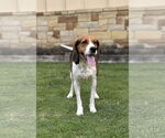 Small #2 Treeing Walker Coonhound