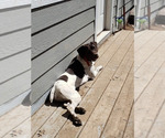Small Photo #9 German Shorthaired Pointer Puppy For Sale in HAYWARD, WI, USA