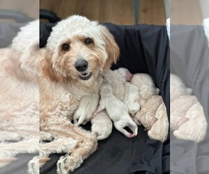Mother of the Goldendoodle puppies born on 01/28/2023