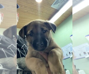 German Shepherd Dog-Unknown Mix Dogs for adoption in Grand Prairie, TX, USA