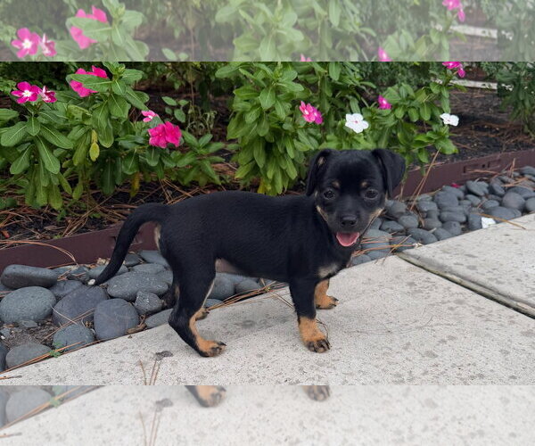 Medium Photo #1 Chihuahua-Unknown Mix Puppy For Sale in The Woodlands, TX, USA