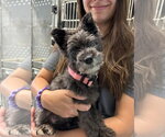 Small #1 Miniature Schnauzer Mix
