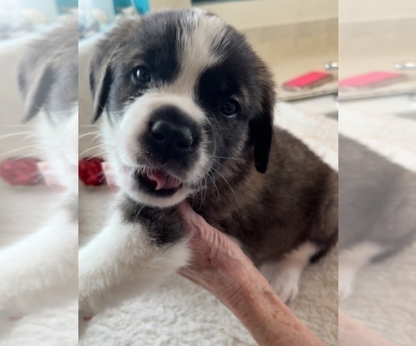 Medium Photo #2 Saint Bernard Puppy For Sale in COLORADO SPRINGS, CO, USA