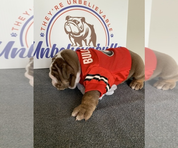 Medium Photo #8 English Bulldog Puppy For Sale in CENTERVILLE, OH, USA