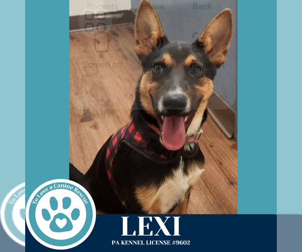 Medium Photo #1 German Shepherd Dog-Unknown Mix Puppy For Sale in Kimberton, PA, USA