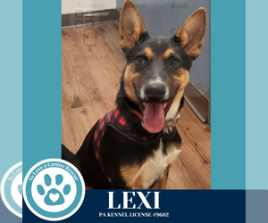 German Shepherd Dog-Unknown Mix Dogs for adoption in Kimberton, PA, USA