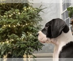 Small Photo #6 Great Dane Puppy For Sale in LAFAYETTE, IN, USA