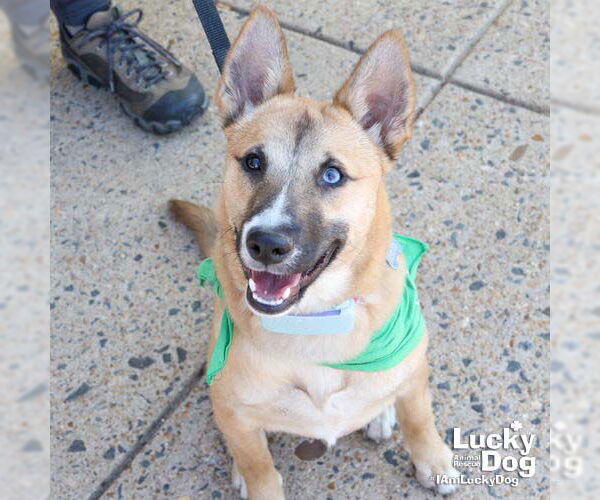 Medium Photo #12 Chihuahua-Unknown Mix Puppy For Sale in Washington, DC, USA