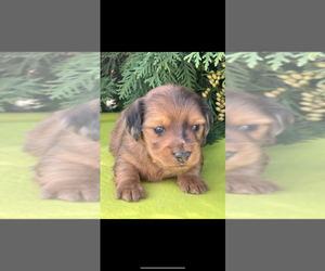 Dachshund Puppy for Sale in NILES, Michigan USA