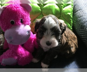 Havanese Puppy for sale in LIVONIA, MI, USA