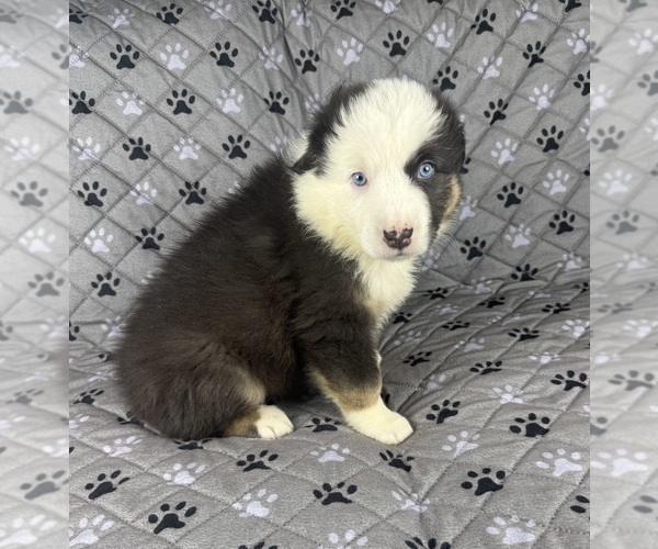 Medium Photo #63 Australian Shepherd Puppy For Sale in SALISBURY, NC, USA