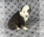 Small Photo #63 Australian Shepherd Puppy For Sale in SALISBURY, NC, USA