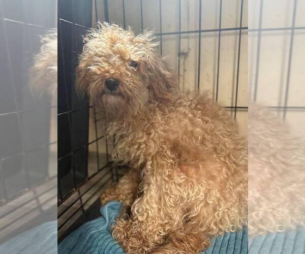 Medium Photo #5 Poodle (Miniature)-Unknown Mix Puppy For Sale in New York, NY, USA