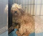 Small #4 Poodle (Miniature) Mix