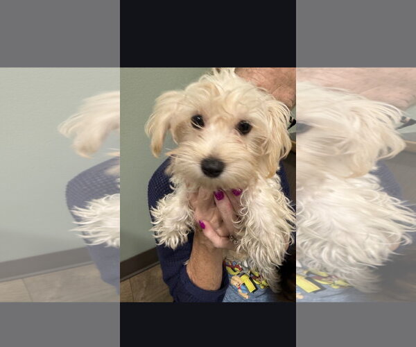 Medium Photo #1 Maltese Puppy For Sale in Wheaton, IL, USA