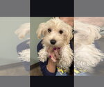 Carmen - Female Maltese Dog for Adoption - Small photo