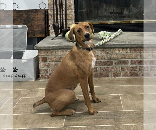 Medium Photo #3 Redbone Coonhound-Unknown Mix Puppy For Sale in Westwood, NJ, USA