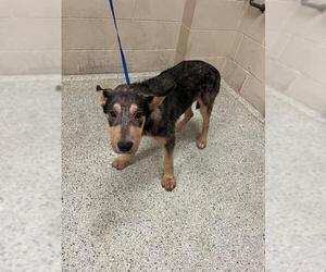 German Shepherd Dog-Unknown Mix Dogs for adoption in Conroe, TX, USA