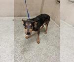 Small German Shepherd Dog Mix